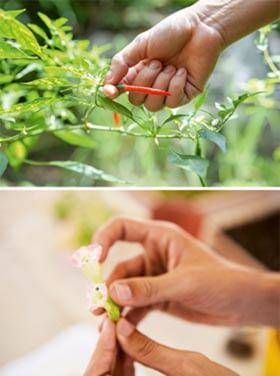 Two images of common values. Top: Chilly plant being picked. Bottom: Tobacco flower in hands