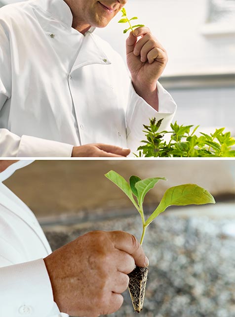 Two images of common values. Top: Chef smelling fresh herbs. Bottom: Master Blender smelling tobacco